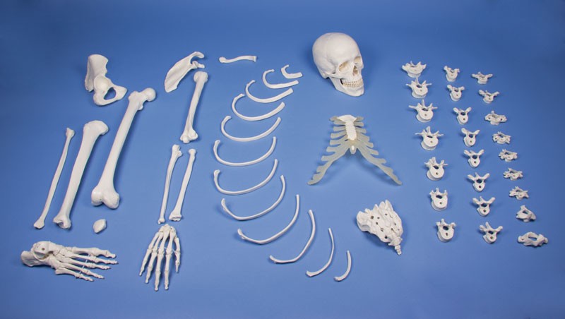 Półszkielet, niezmontowany (zestaw kości) - Image no.: 1