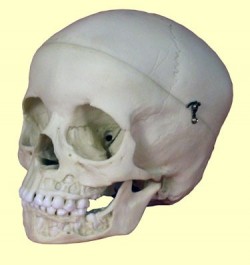 Model czaszki, 5 lat, z otwartą szczęką - Image no.: 1
