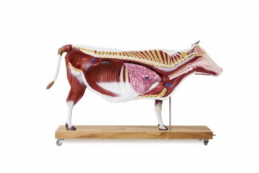Model anatomiczny krowy, 15 części, 1/3 naturalnych rozmiarów - Image no.: 2