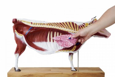 Model anatomiczny krowy, 15 części, 1/3 naturalnych rozmiarów - Image no.: 3