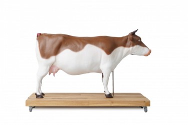 Model anatomiczny krowy, 15 części, 1/3 naturalnych rozmiarów - Image no.: 4