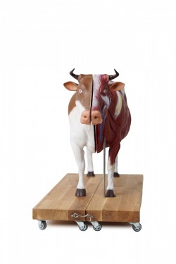 Model anatomiczny krowy, 15 części, 1/3 naturalnych rozmiarów - Image no.: 5
