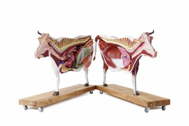 Model anatomiczny krowy, 15 części, 1/3 naturalnych rozmiarów - Image no.: 6