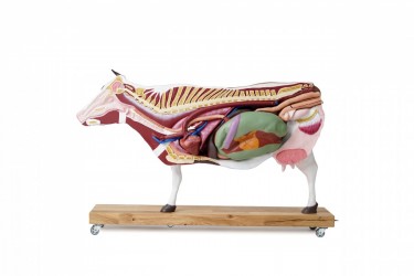 Model anatomiczny krowy, 15 części, 1/3 naturalnych rozmiarów - Image no.: 7