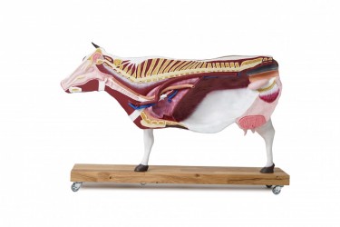 Model anatomiczny krowy, 15 części, 1/3 naturalnych rozmiarów - Image no.: 8