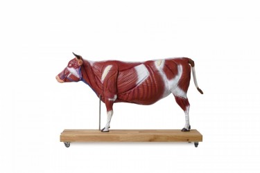 Model anatomiczny krowy, 15 części, 1/3 naturalnych rozmiarów - Image no.: 1