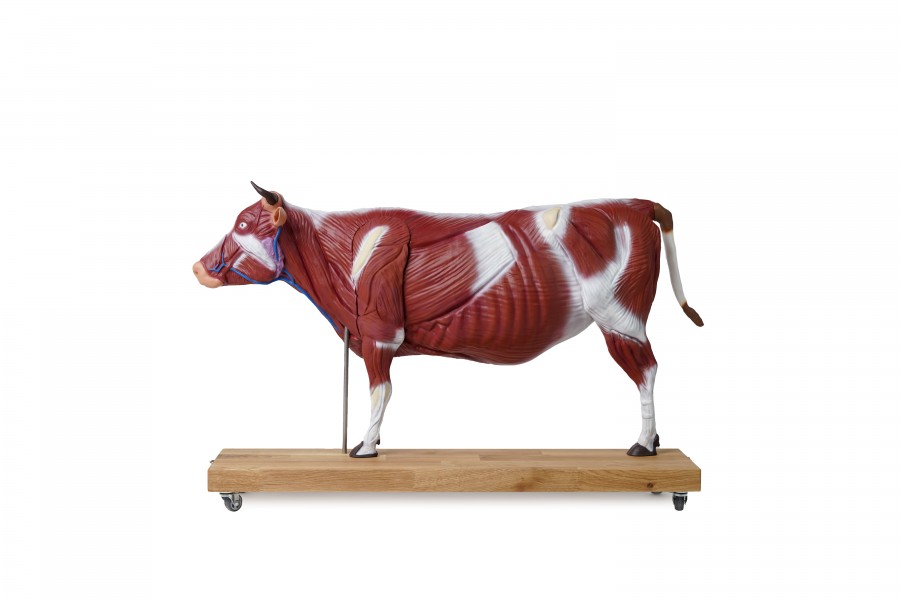 Model anatomiczny krowy, 15 części, 1/3 naturalnych rozmiarów - Image no.: 1