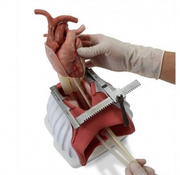 Pediatryczny symylator chirurgiczny z modułem sercowo-piersiowym - Image no.: 3
