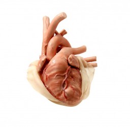 Pediatryczny symylator chirurgiczny z modułem sercowo-piersiowym - Image no.: 7