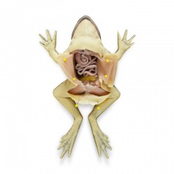 Model sekcji żaby - Image no.: 2