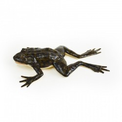 Model sekcji żaby - Image no.: 4