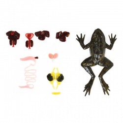 Model sekcji żaby - Image no.: 5
