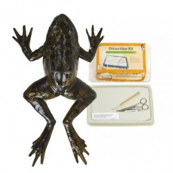 Model sekcji żaby - Image no.: 1