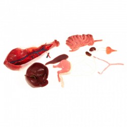 Zestaw wymienny organów brzusznych do Chirurgicznego Symulatora Kota - Image no.: 1
