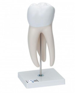 Model ludzkiego zęba, 15 razy powiększony, 6 części - Image no.: 1