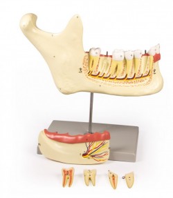 Model żuchwy, 6 części - Image no.: 2