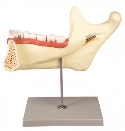 Model żuchwy, 6 części - Image no.: 4