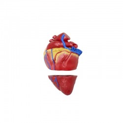 Model serca świni - Image no.: 1