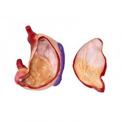 Model żołądka świni, 2-części, skala 1:3 - Image no.: 2