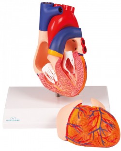 Model serca, 2 części, naturalny rozmiar - Image no.: 2