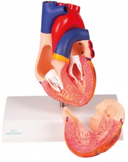 Model serca, 2 części, naturalny rozmiar - Image no.: 3