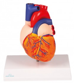 Model serca, 2 części, naturalny rozmiar - Image no.: 1