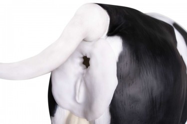 Krowa Emma - Zaawansowany symulator do inseminacji (unasienniania) krowy - Image no.: 4