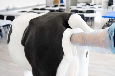Krowa Emma - Zaawansowany symulator do inseminacji (unasienniania) krowy - Image no.: 8