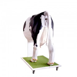 Krowa Emma - Zaawansowany symulator do inseminacji (unasienniania) krowy - Image no.: 1