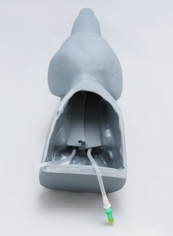 Symulator dostępu naczyniowego (głowa psa) - Image no.: 3
