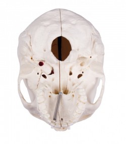 Luksusowy model czaszki człowieka, 14 części, do zaawansowanej nauki - Image no.: 10