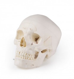 Luksusowy model czaszki człowieka, 14 części, do zaawansowanej nauki - Image no.: 2