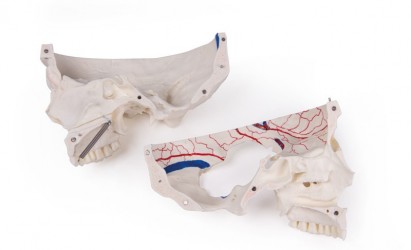 Luksusowy model czaszki człowieka, 14 części, do zaawansowanej nauki - Image no.: 4
