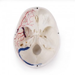 Luksusowy model czaszki człowieka, 14 części, do zaawansowanej nauki - Image no.: 5