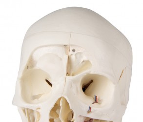 Luksusowy model czaszki człowieka, 14 części, do zaawansowanej nauki - Image no.: 6