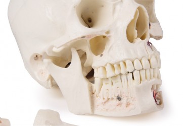 Luksusowy model czaszki człowieka, 14 części, do zaawansowanej nauki - Image no.: 7