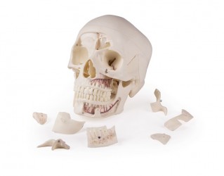 Luksusowy model czaszki człowieka, 14 części, do zaawansowanej nauki - Image no.: 8