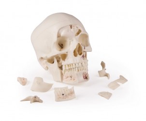 Luksusowy model czaszki człowieka, 14 części, do zaawansowanej nauki - Image no.: 9