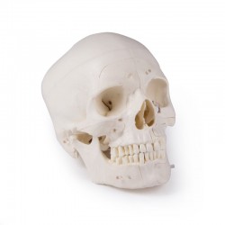 Luksusowy model czaszki człowieka, 14 części, do zaawansowanej nauki - Image no.: 1