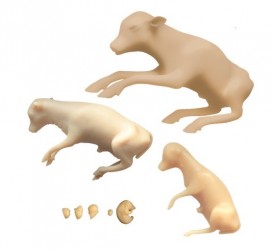 Modele rozwoju płodu bydlęcego, 8 modeli - Image no.: 1