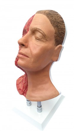 Symulator do nauki iniekcji twarzy, wersja z mięśniami, tętnicami i nerwami - Image no.: 2
