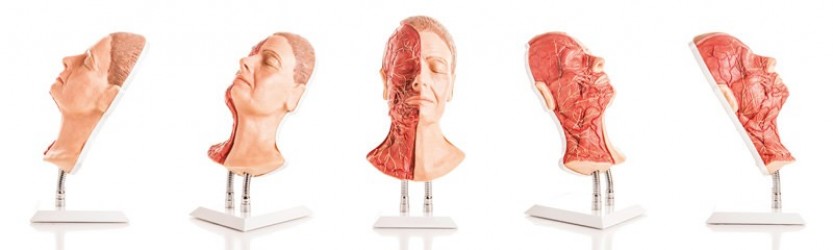 Symulator do nauki iniekcji twarzy, wersja z mięśniami, tętnicami i nerwami - Image no.: 3