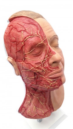 Symulator do nauki iniekcji twarzy, wersja z mięśniami, tętnicami i nerwami - Image no.: 1