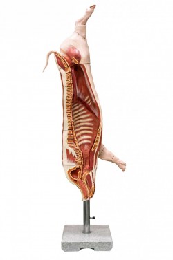 Model półtuszy świni (wieprzowej), skala 1:1 - Image no.: 2