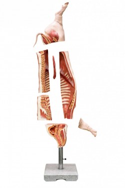 Model półtuszy świni (wieprzowej), skala 1:1 - Image no.: 3