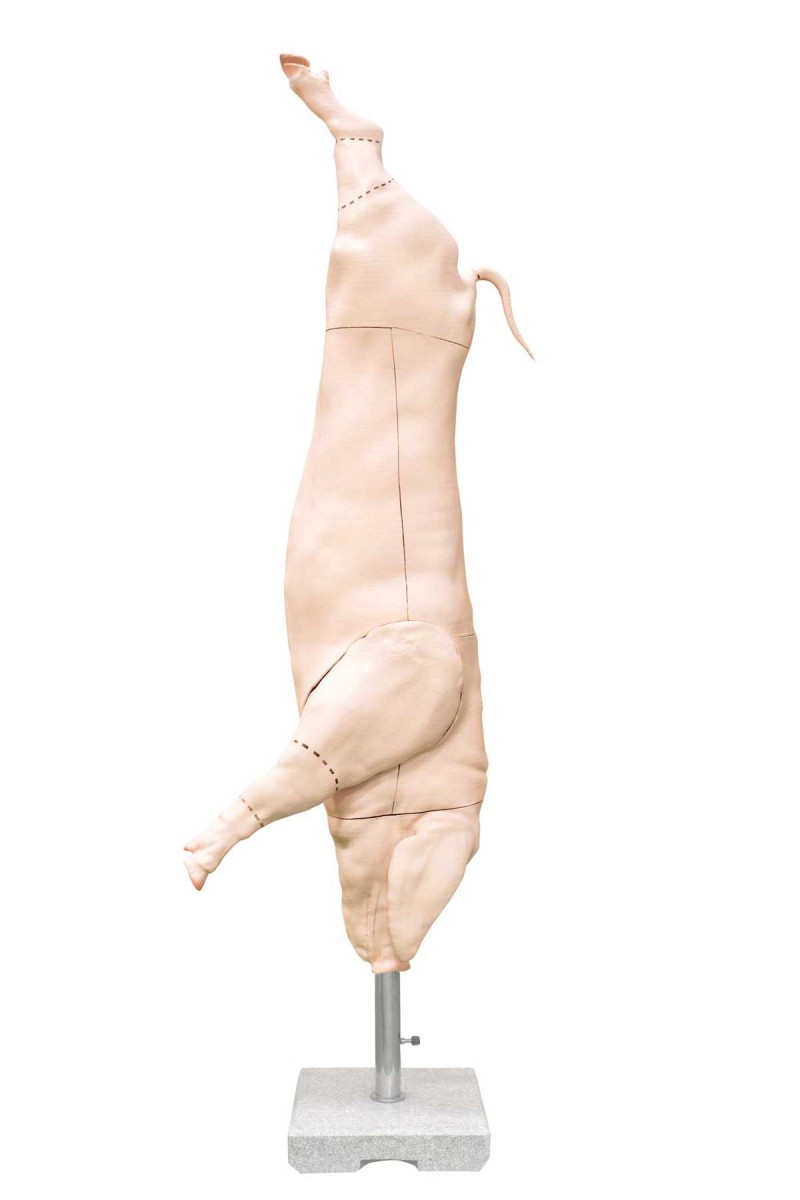 Model półtuszy świni (wieprzowej), skala 1:1 - Image no.: 1