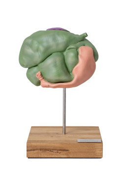 Model żołądka owcy, 2 części, 1/3 wymiarów naturalnych - Image no.: 1