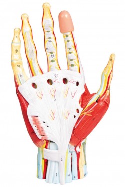 Anatomia dłoni, 7 części - Image no.: 2