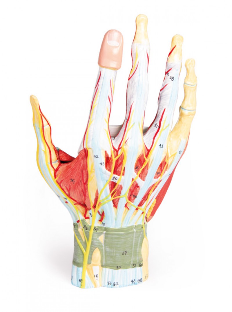 Anatomia dłoni, 7 części - Image no.: 1
