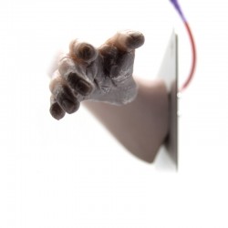 Model kończyny małpy "Lea"  - Image no.: 6